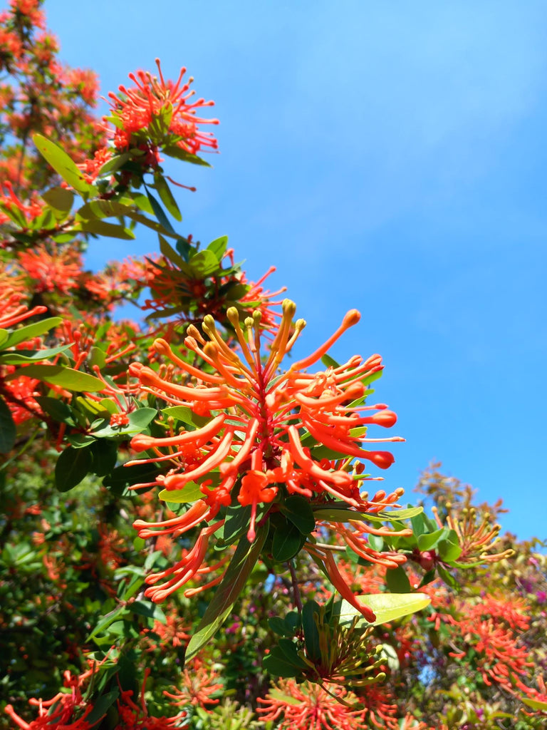 BRANKLYN GARDEN National Trust for Scotland - May 2025