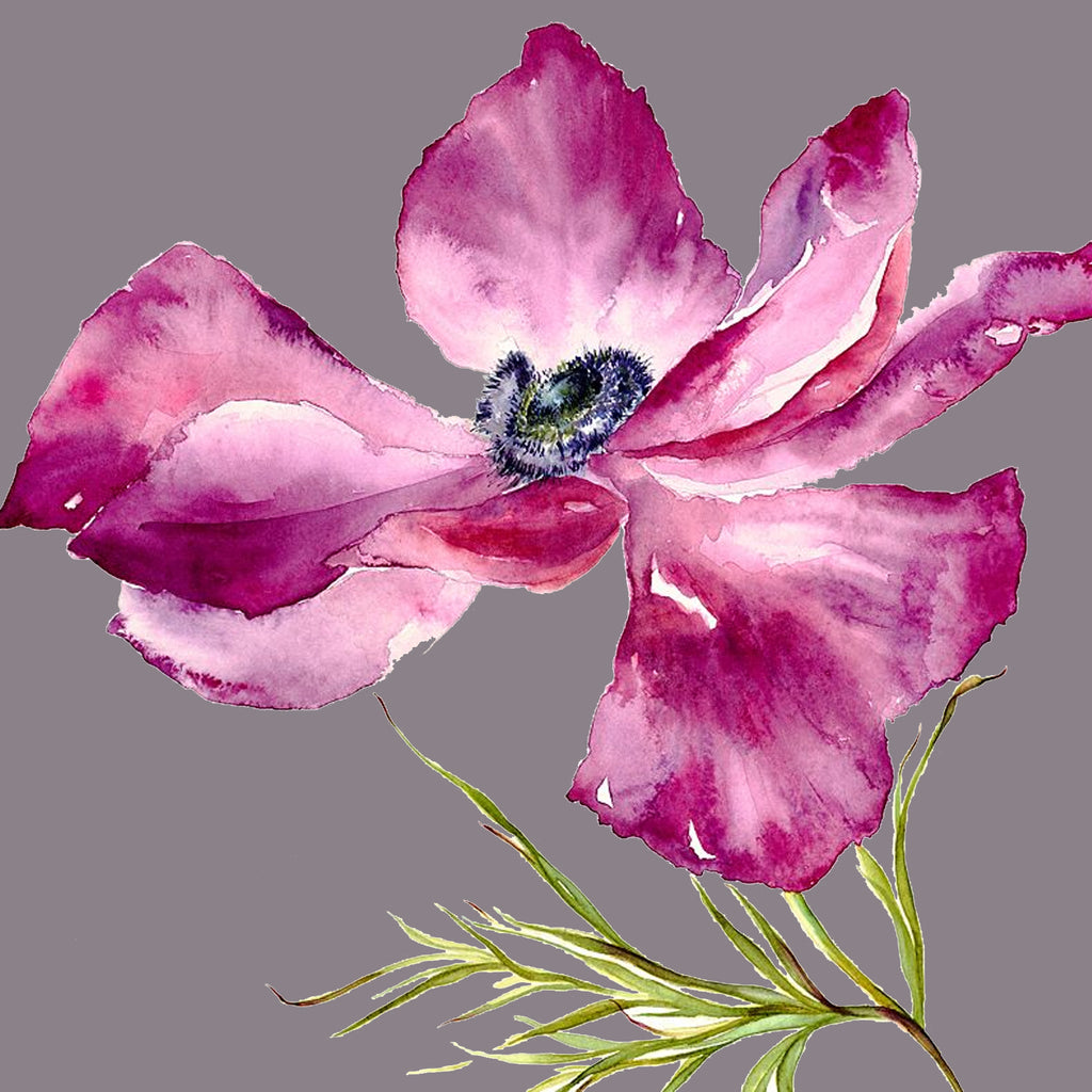 Fuschia Anemone Card
