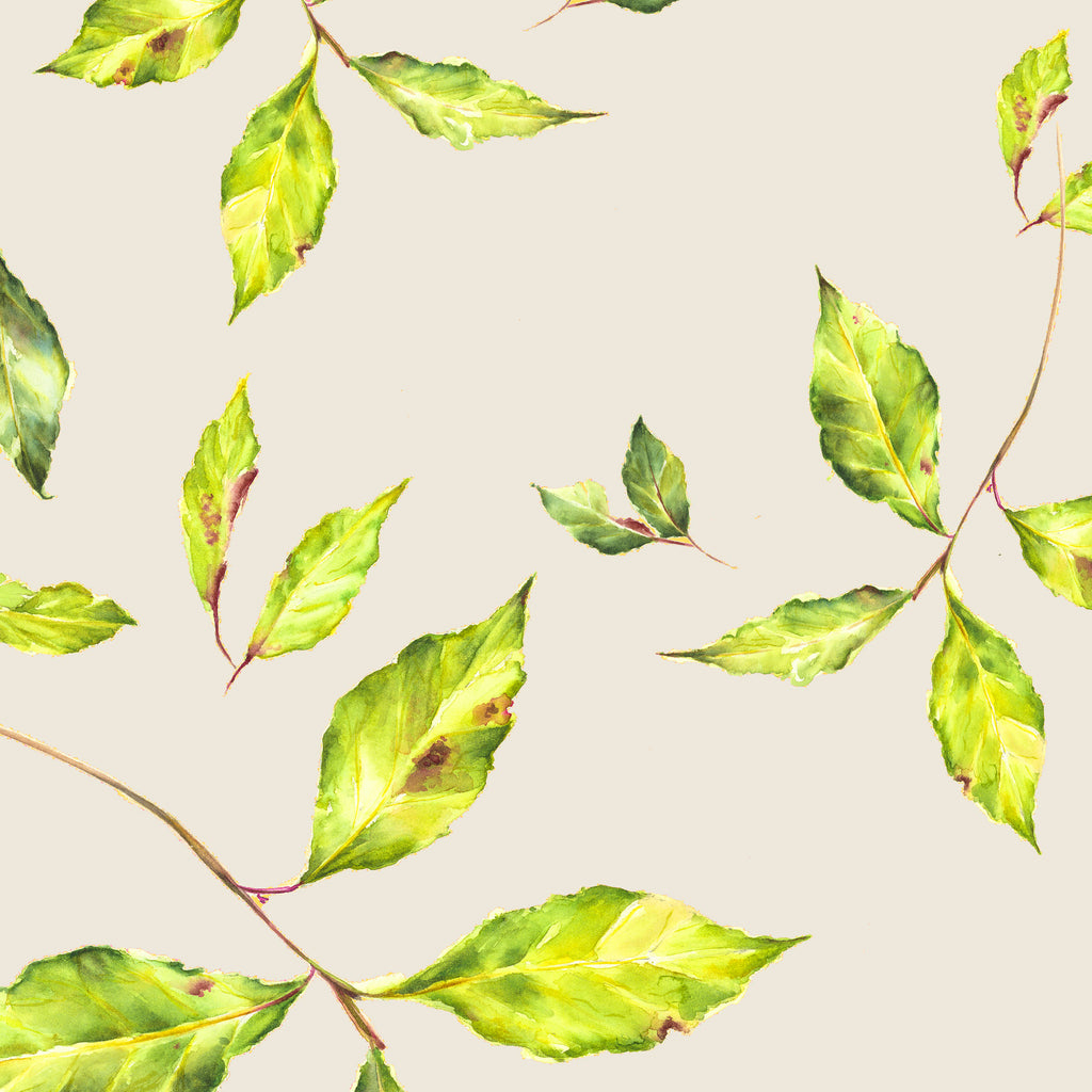 Bay Leaves Natural Card