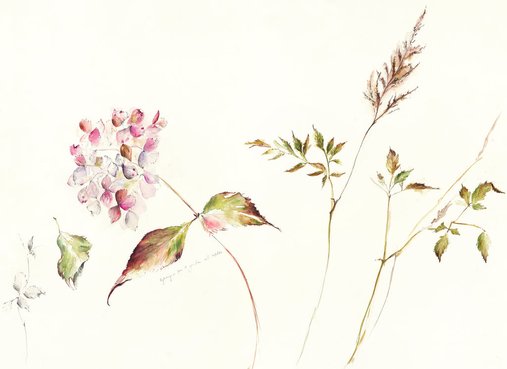 Hydrangea and Astilbe Leaves