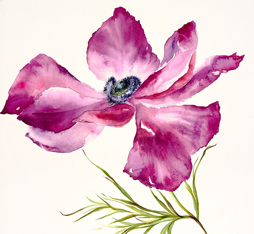 Fuchsia Anemone Watercolour