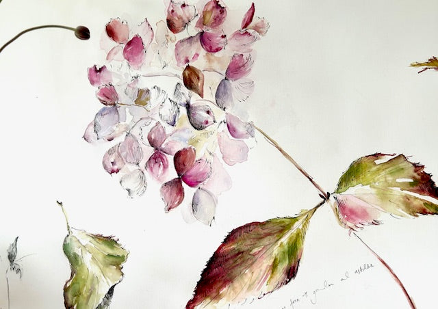 Hydrangea Pink & Astible