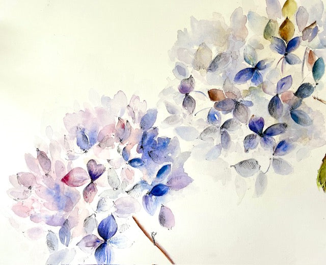 Hydrangea Blue