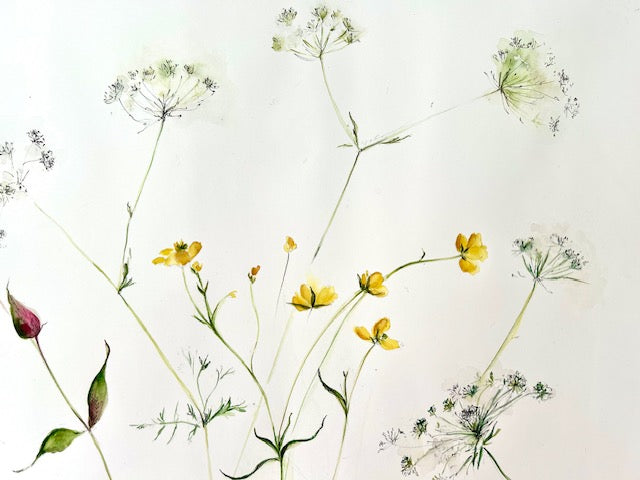 Hedgerow Delicate Flowers