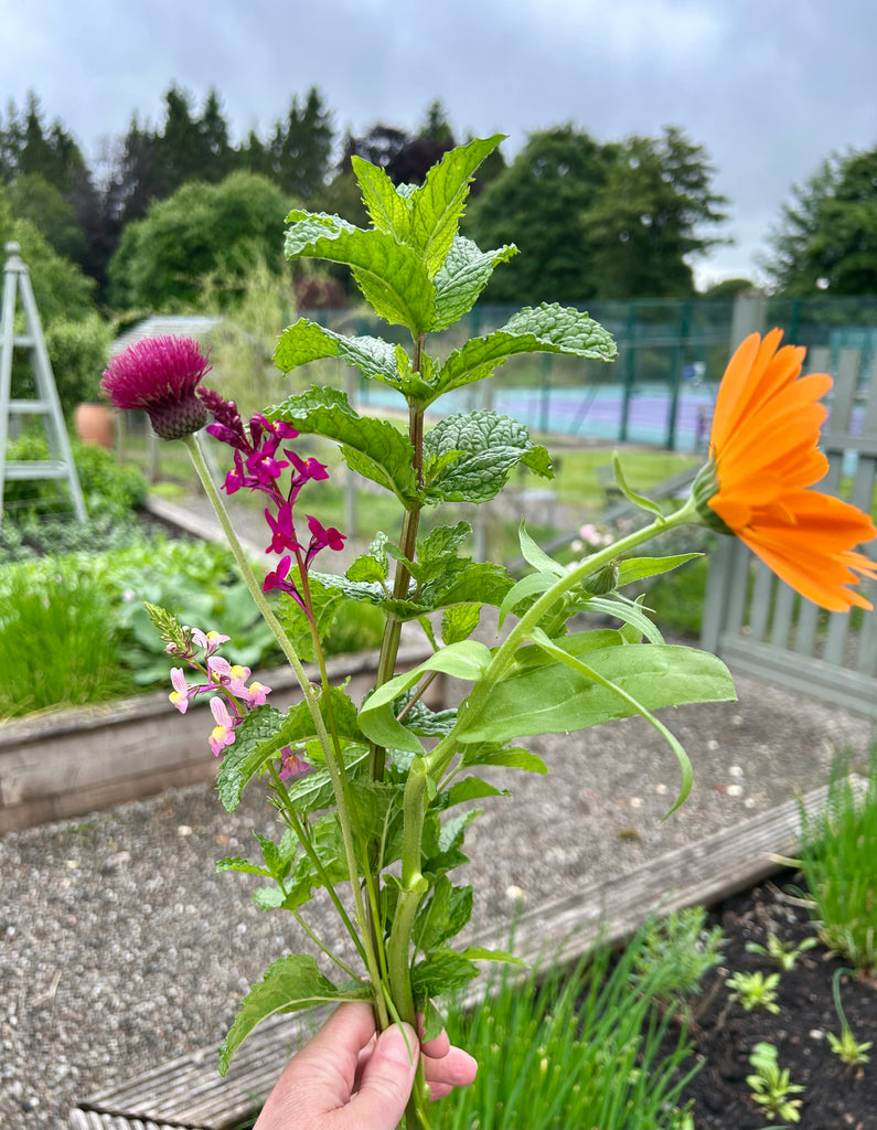 CROMLIX - Summer 2026