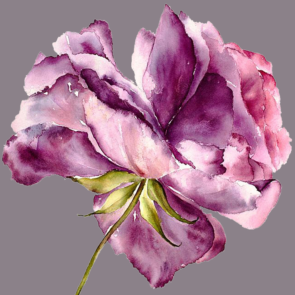 Ranunculus purple(b) card