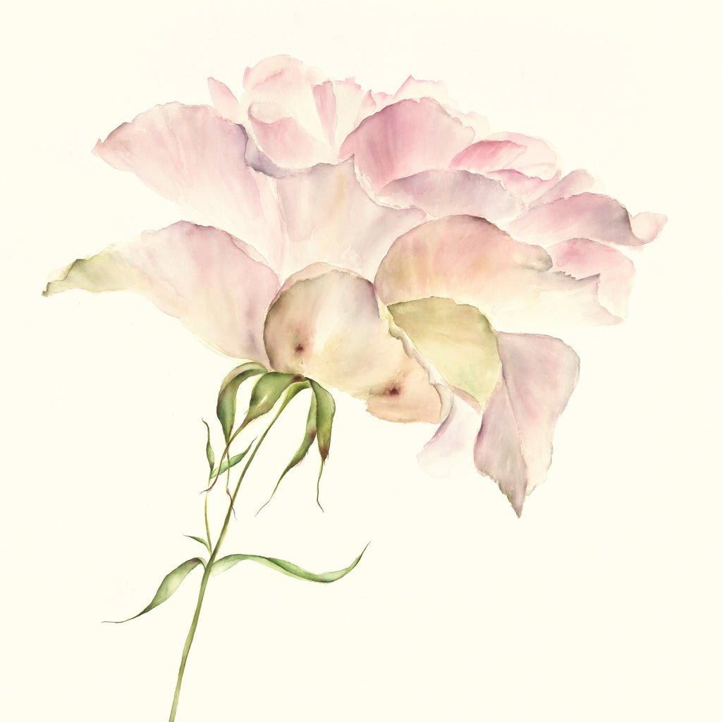 Vintage Rose Iced Mauve