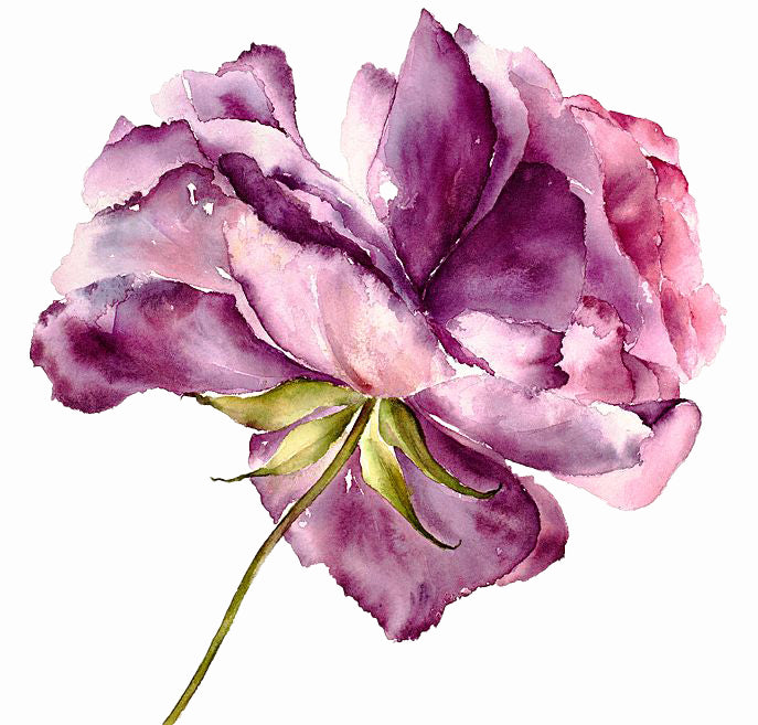 Purple Ranunculus Watercolour