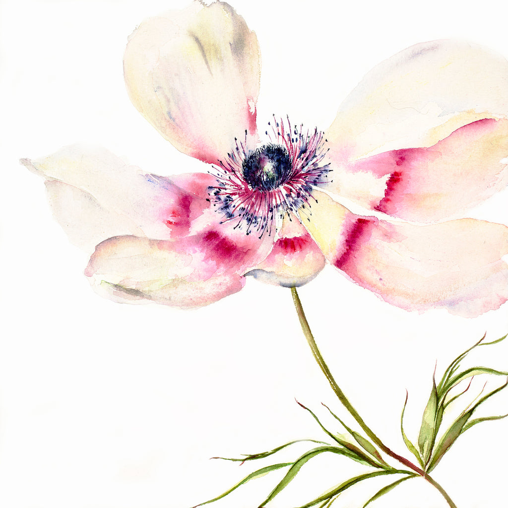 White Anemone Watercolour