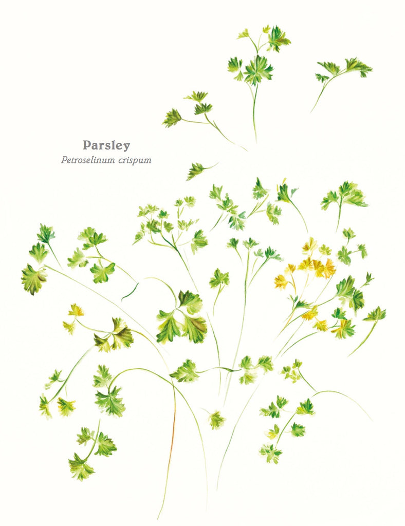Parsley Print Pink