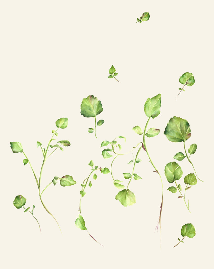 Watercress Print