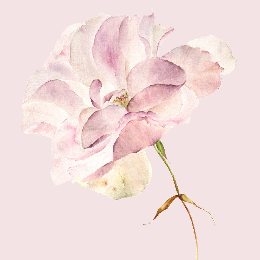 Vintage Rose Print