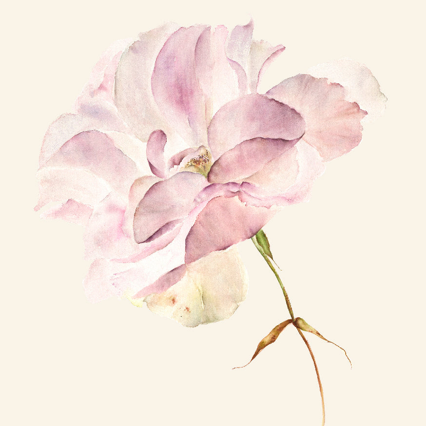 Vintage Rose Print